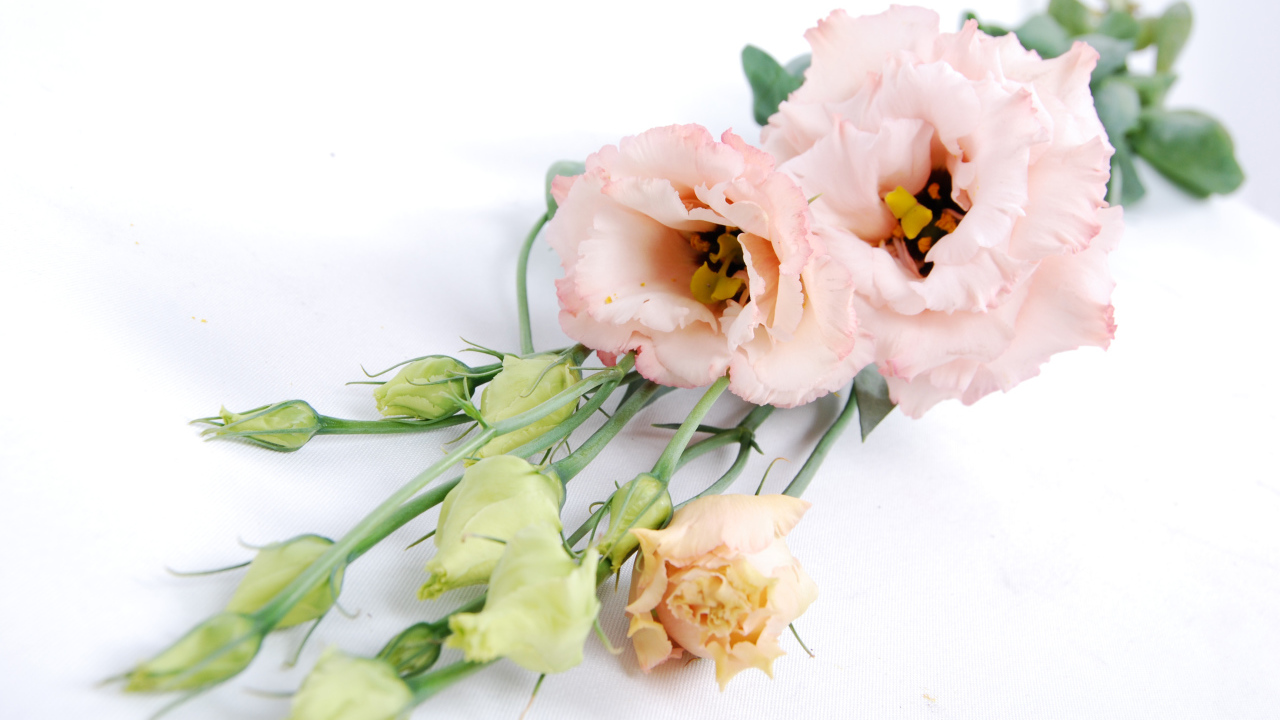 Розовые красивые цветы эустома на белом фоне