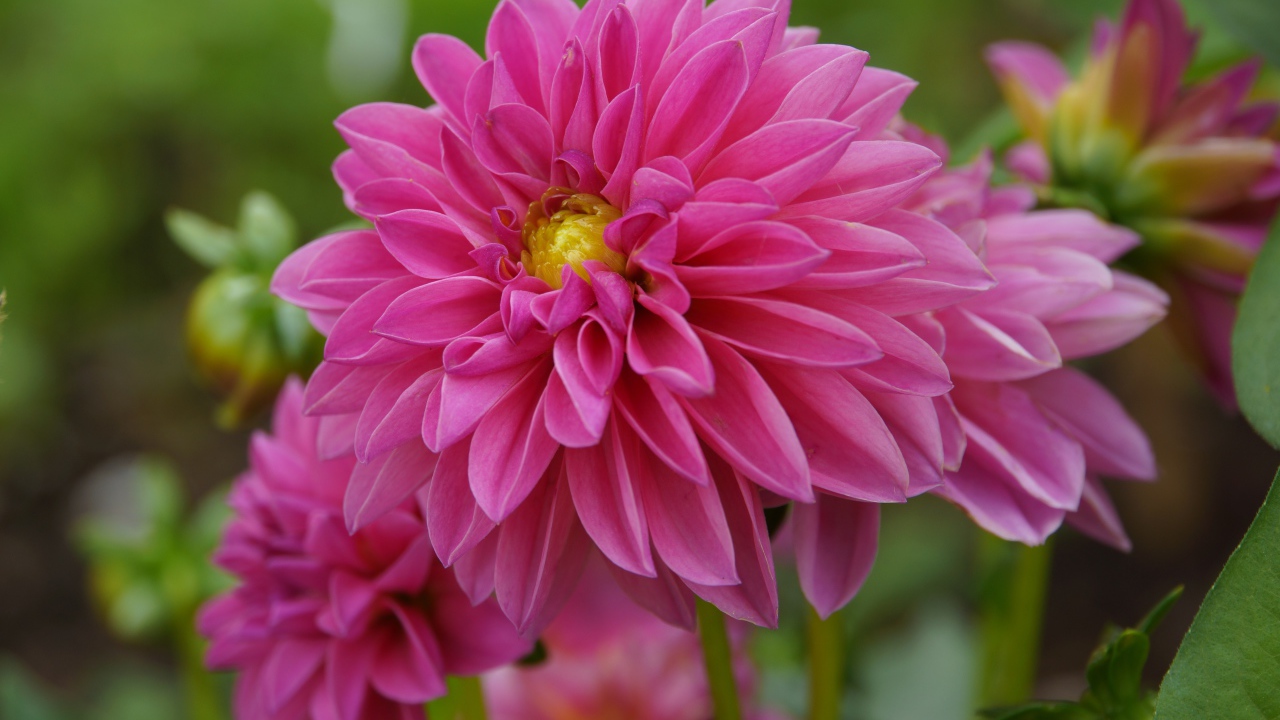 Розовые красивые цветы георгина крупным планом