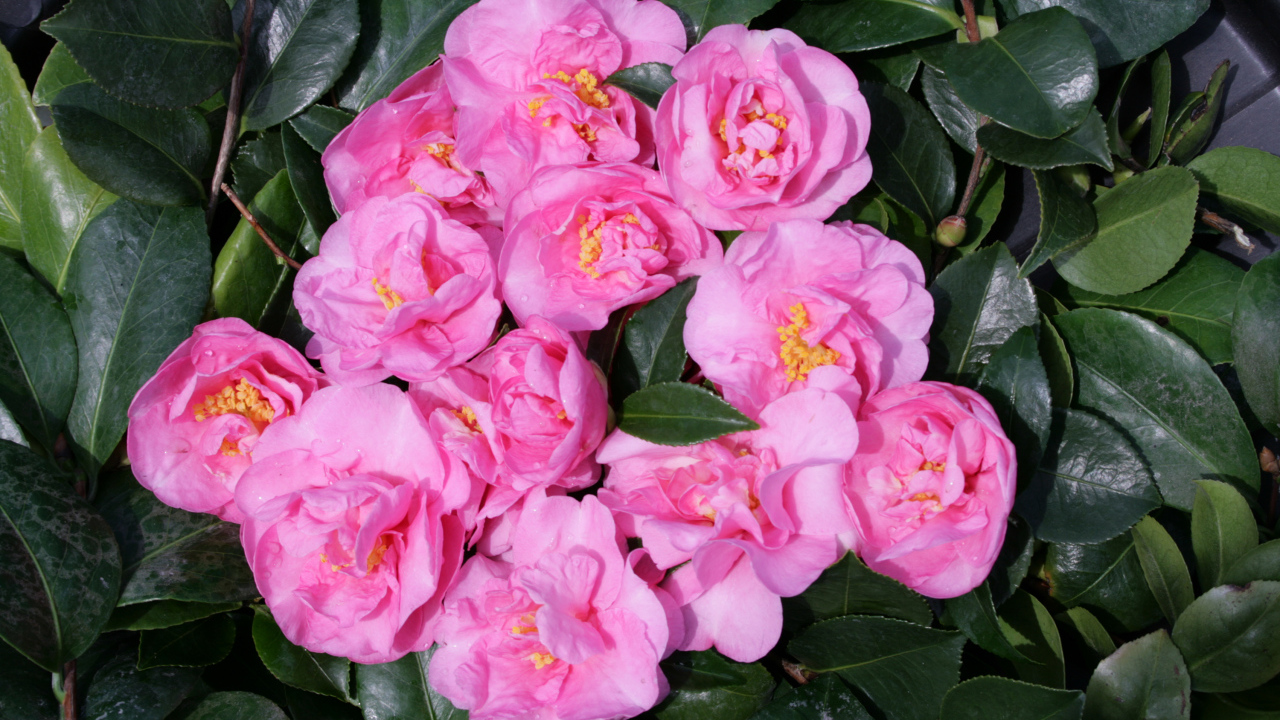 Розовые цветы камелии в зеленых листьях