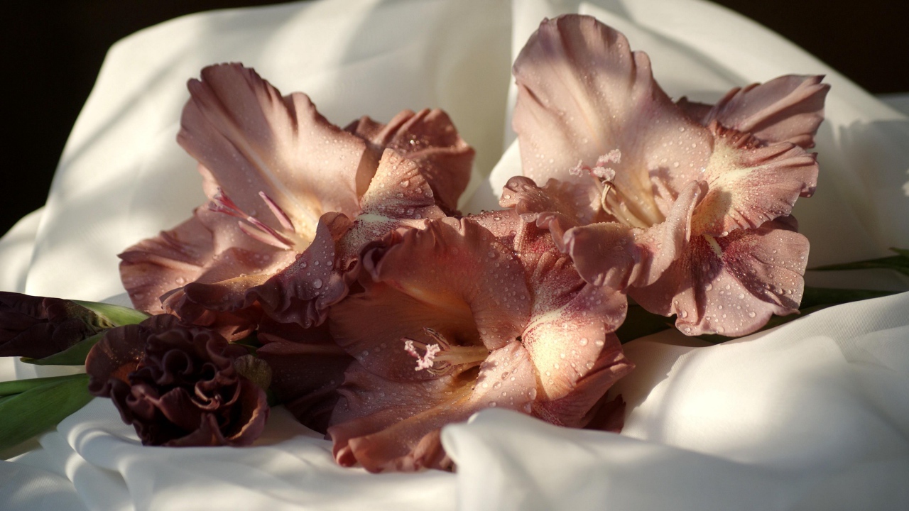 Розовый цветок гладиолуса лежит на белом покрывале 