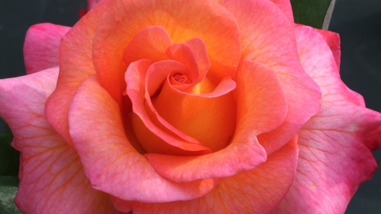 Розовый цветок красивой розы крупным планом