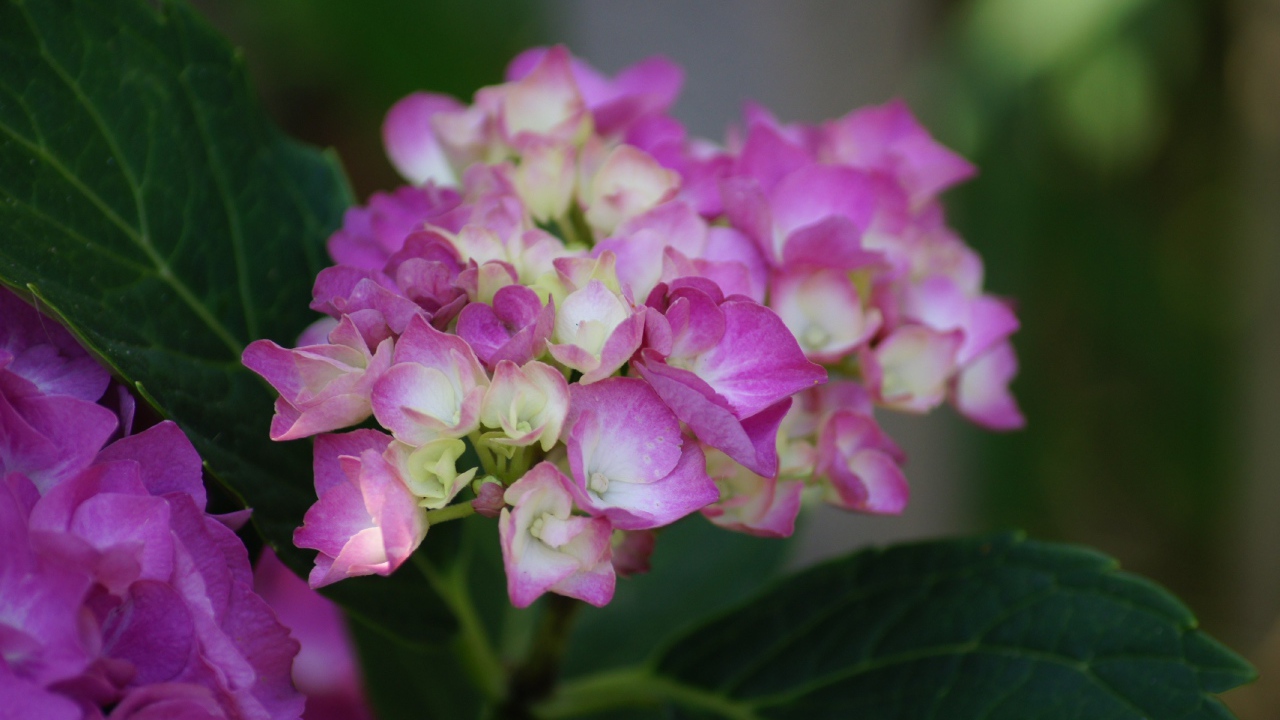 Розовые цветы гортензии с зелеными листьями