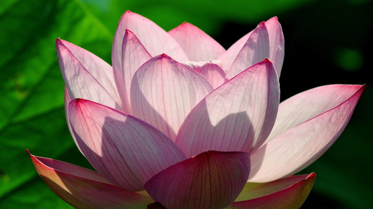 Розовый цветок лотоса в лучах солнца