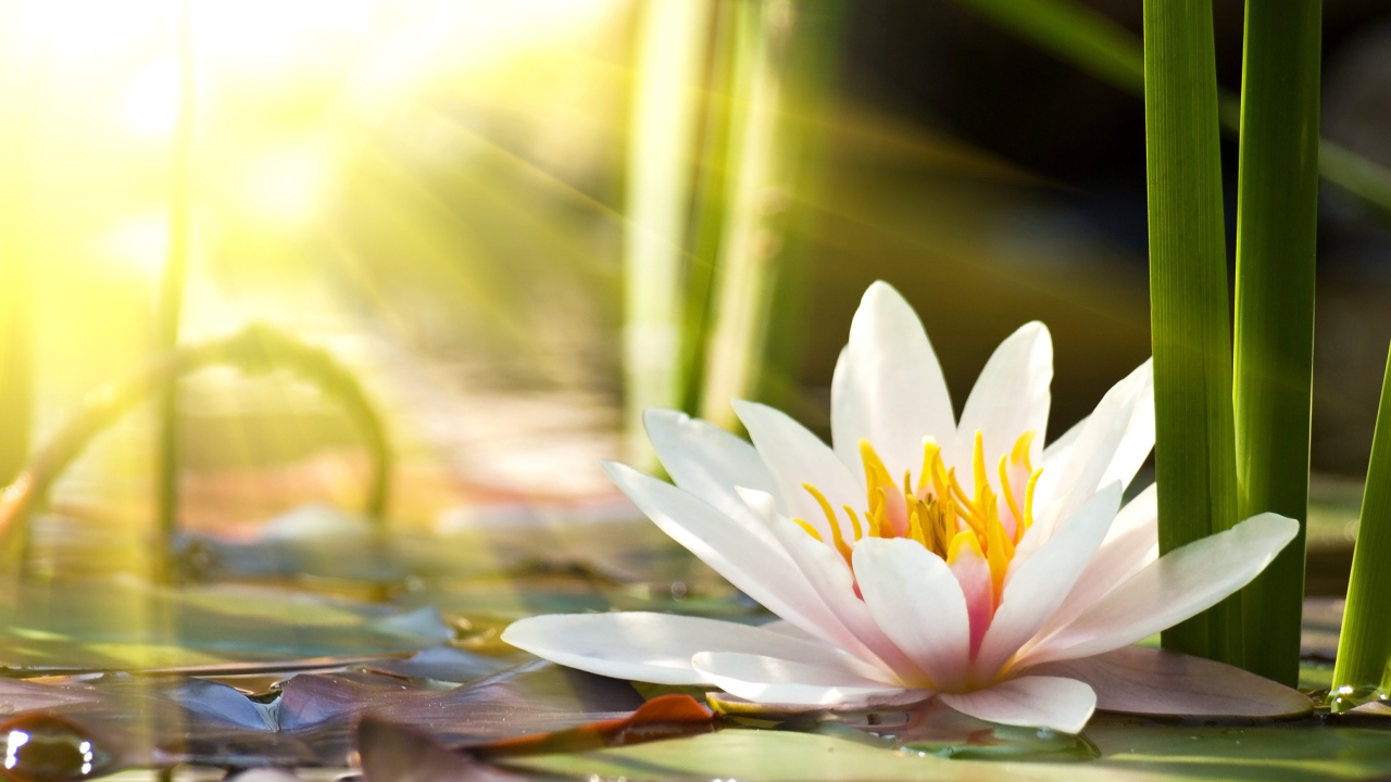 Розовые цветы лотоса в лучах солнца в пруду