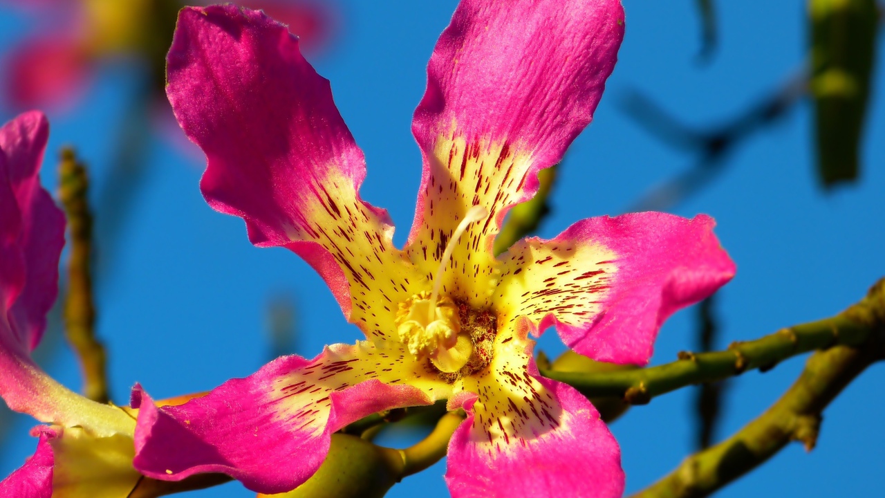 Розовый цветок орхидеи крупным планом