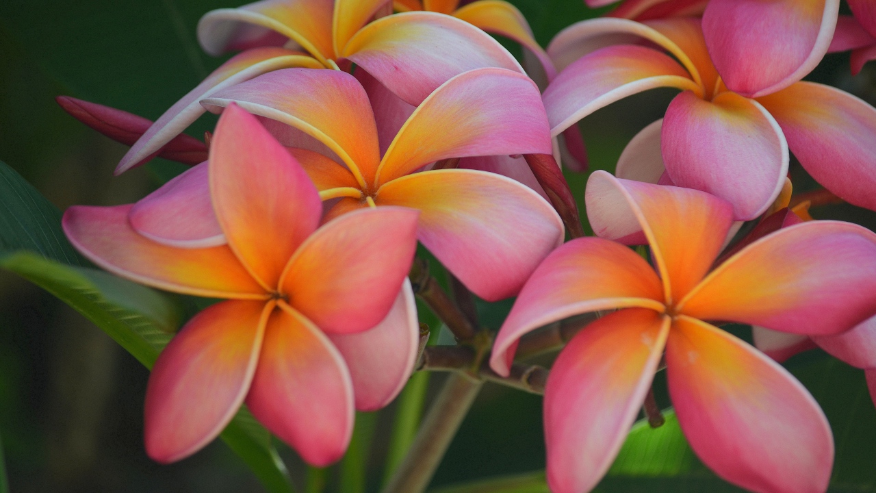 Розовые цветы плюмерия крупным планом 