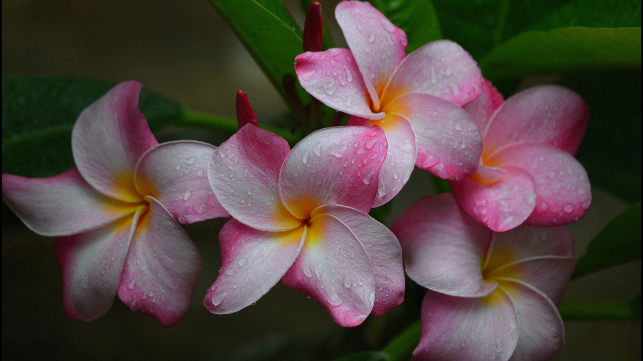 Розовые цветы плюмерии с зелеными листьями