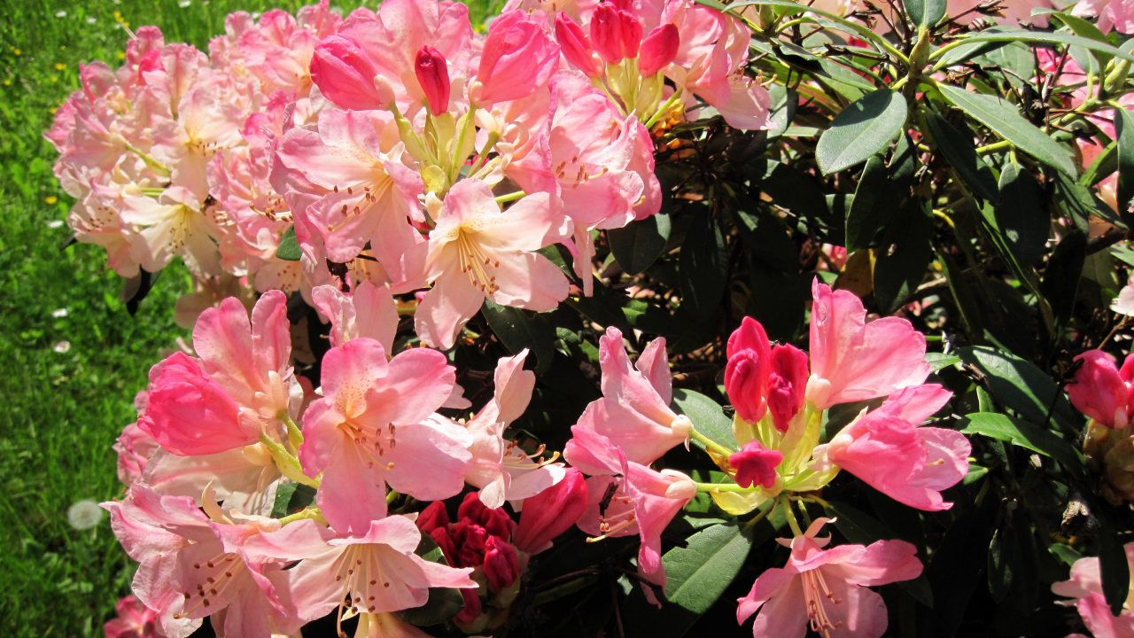 Розовые цветы рододендрон на клумбе