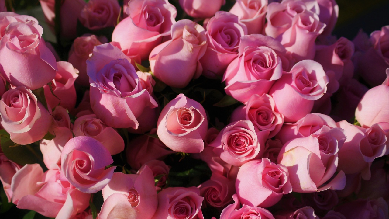 Розовые розы крупным планом, вид сверху