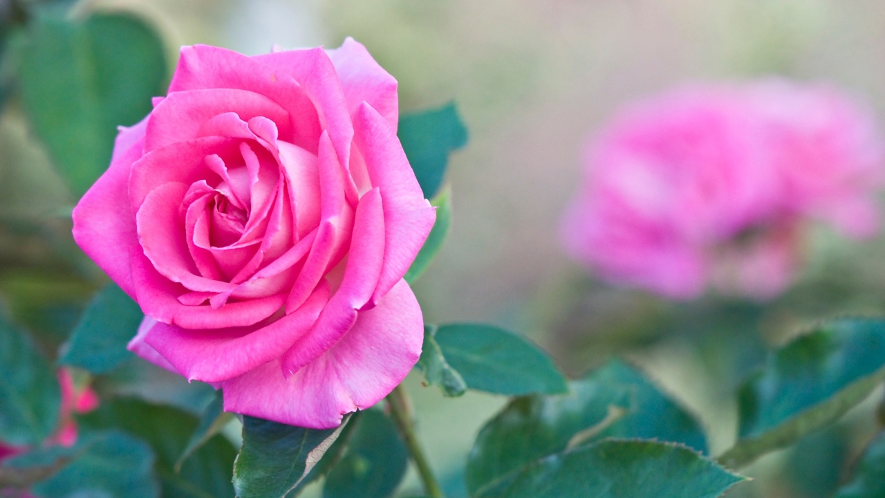 Садовая розовая роза крупным планом