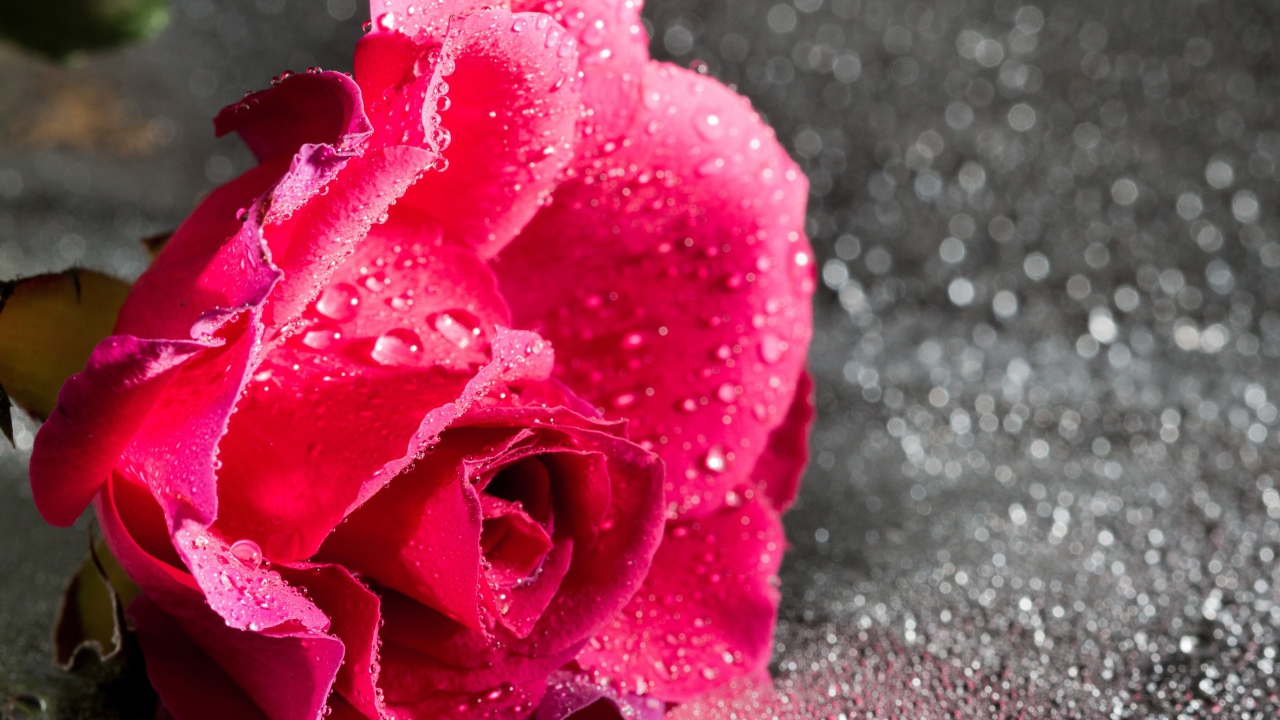 Розовая роза в каплях воды на сером фоне