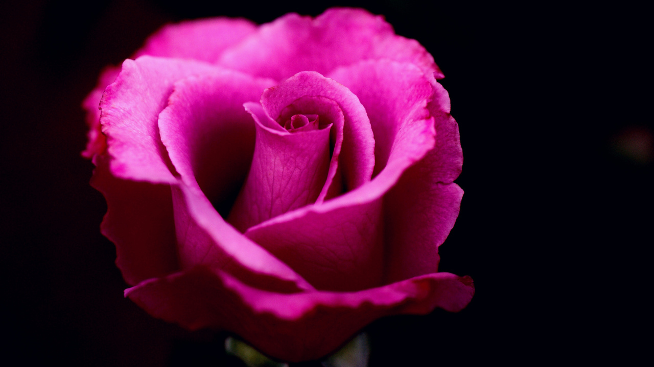 Розовая роза на черном фоне крупным планом