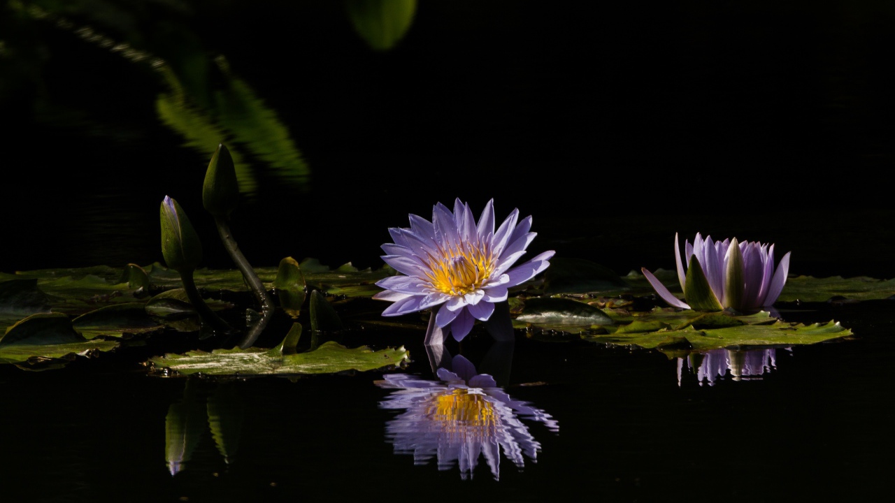Purple lotus flowers reflected in water  