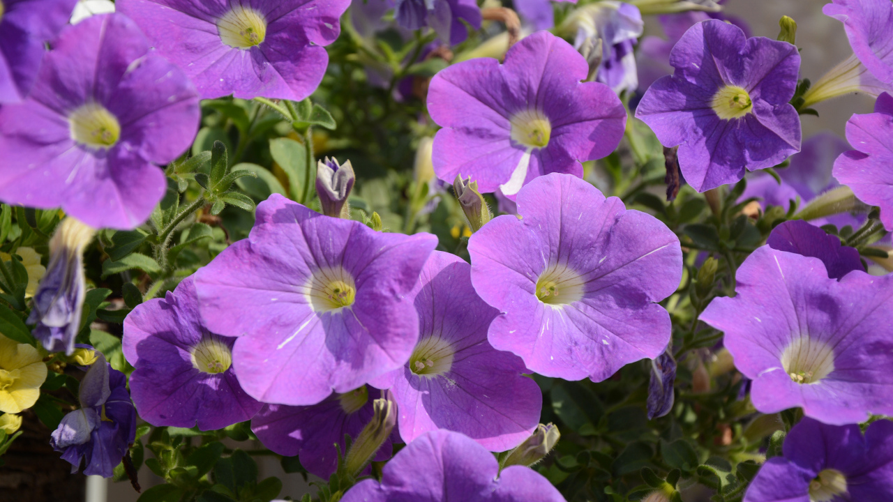 Purple petunia flowers in the sun