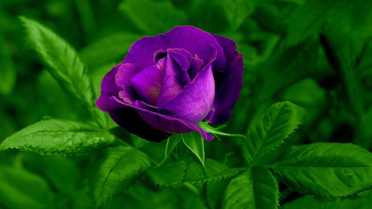 Фиолетовый цветок розы с зелеными листьями