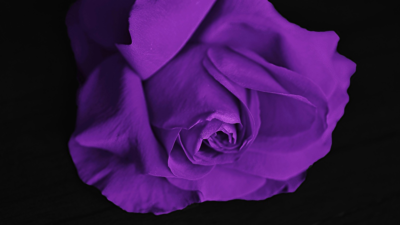 Фиолетовая роза на черном фоне крупным планом