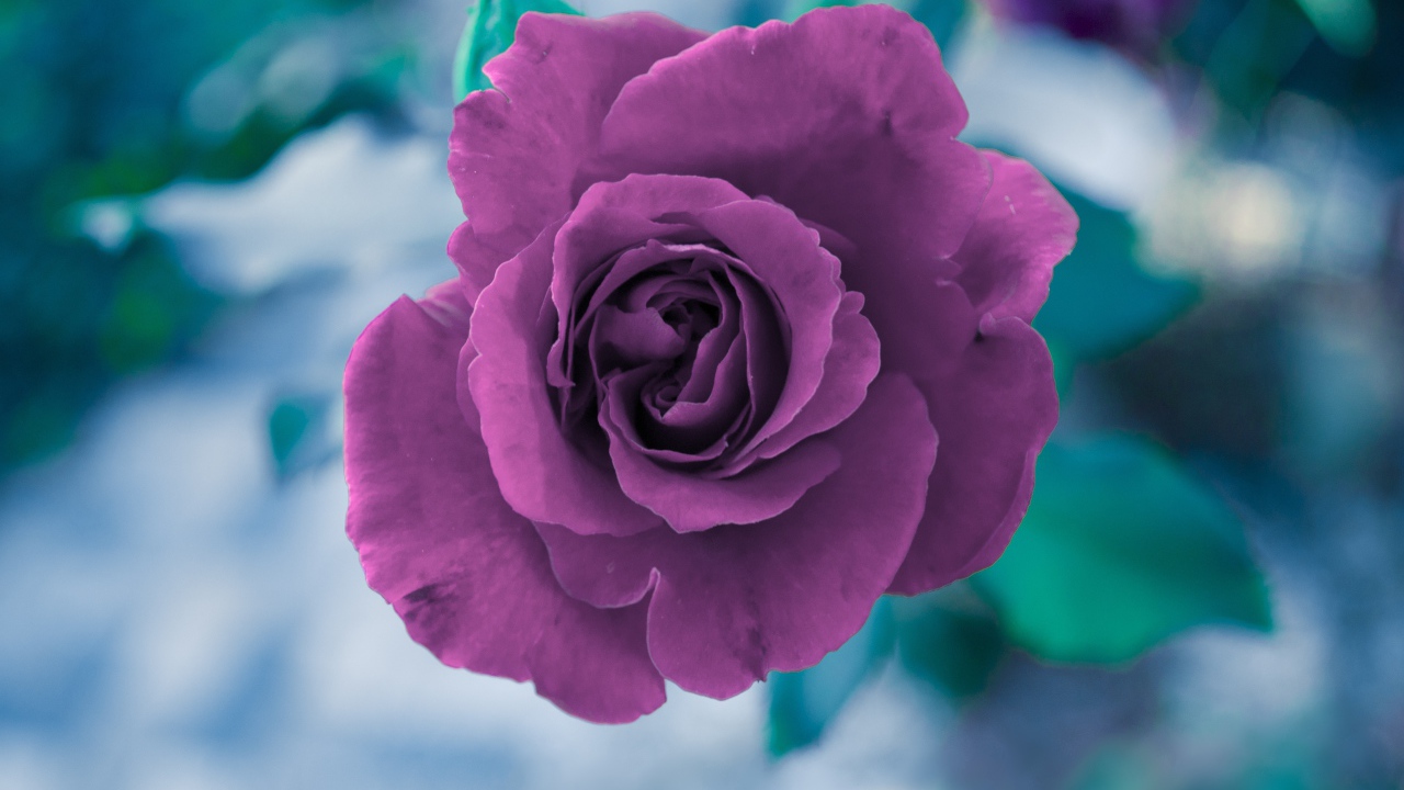 Фиолетовая роза вид сверху 