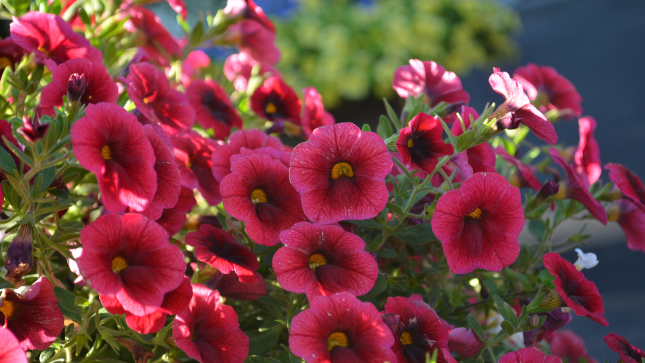 Красные садовые цветы калибрахоа