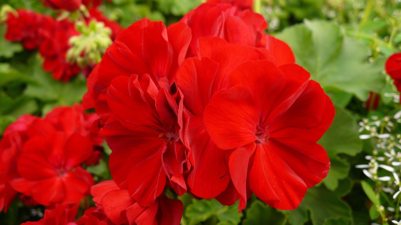 Красные красивые цветы герани крупным планом