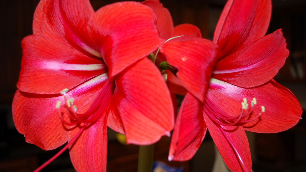 Красные цветы амариллис 