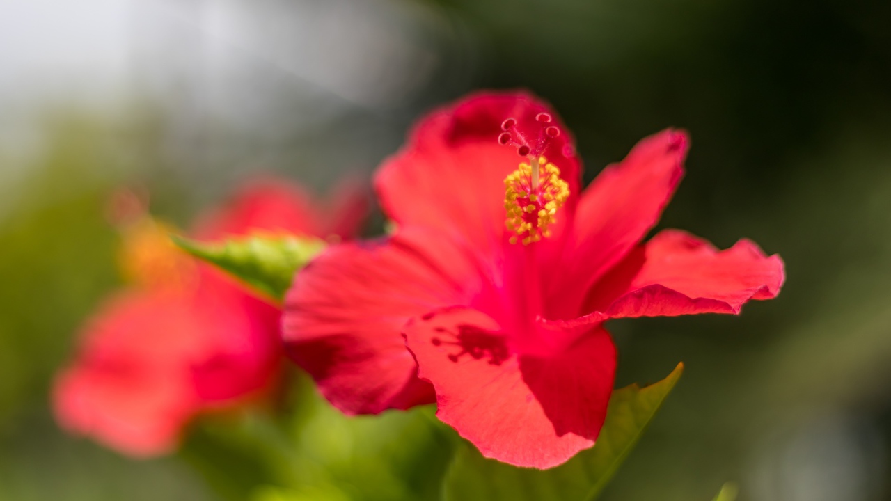 Красный цветок гибискуса в лучах солнца крупным планом 