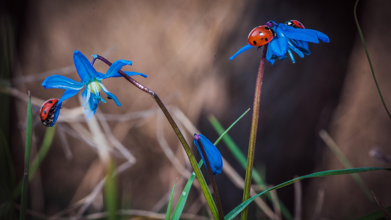 Красные божьи коровки на голубых весенних цветах 