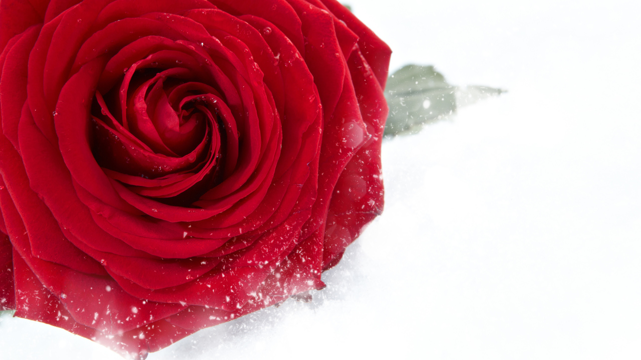 Красная крупная роза в снегу