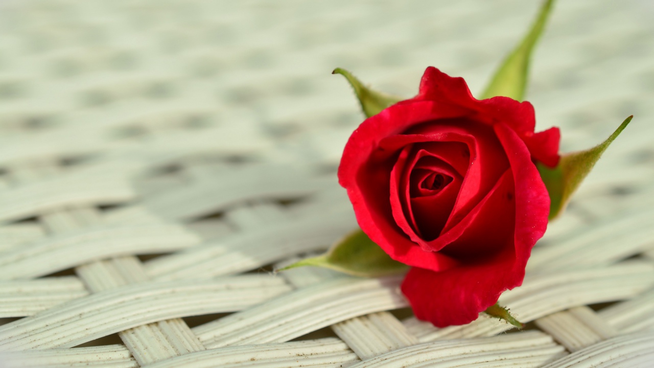 Красный цветок розы на плетеной поверхности 