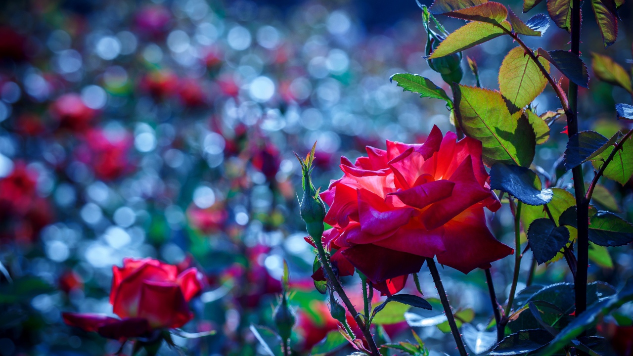 Красные розы с бутонами в саду