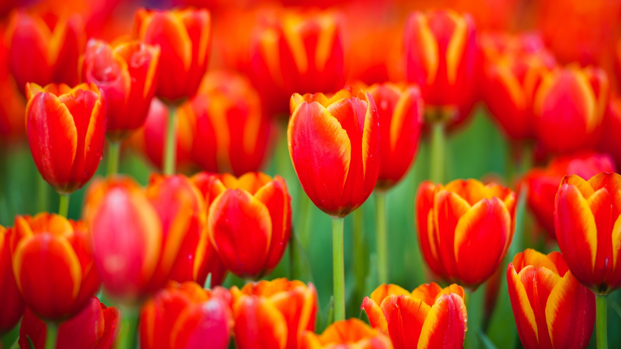 Красные тюльпаны с желтыми ободками на лепестках 