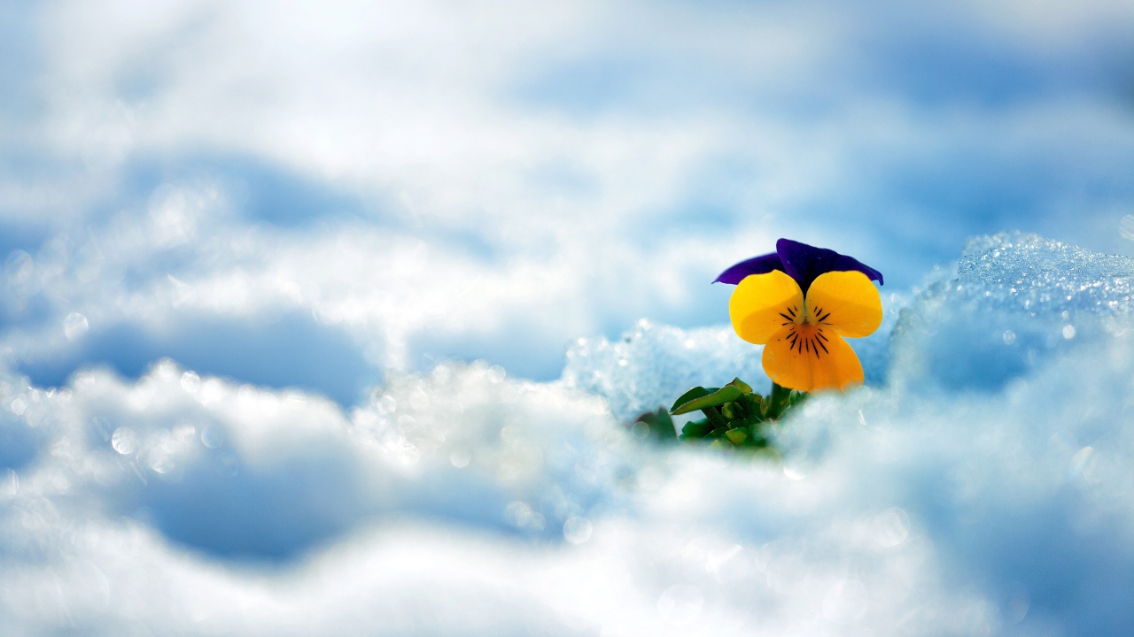 Маленький нежный цветок анютины глазки в снегу