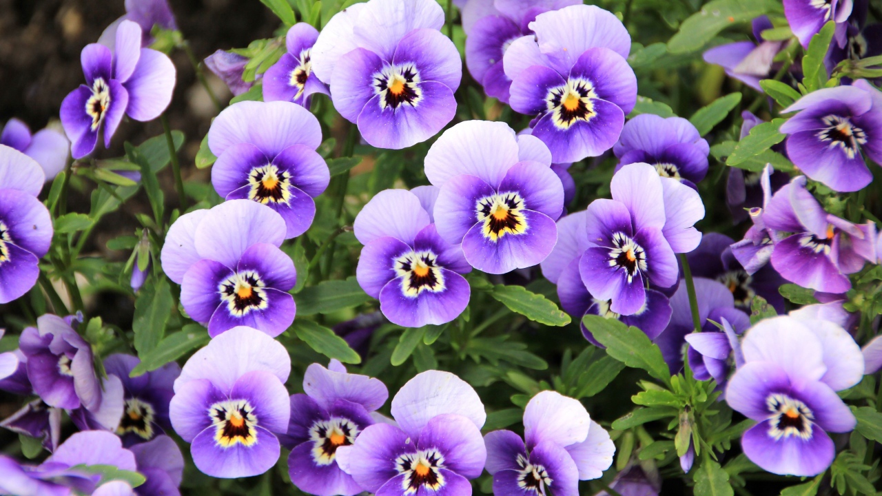 Маленькие нежные фиолетовые цветы анютины глазки