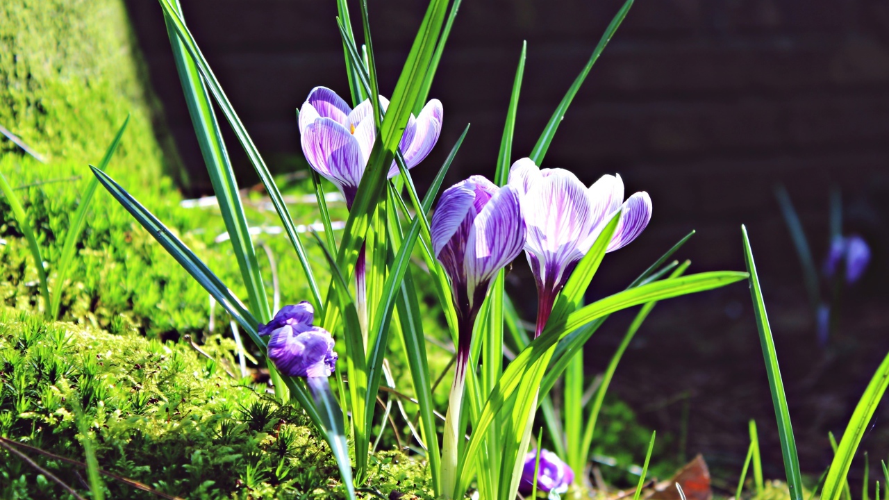 Первые весенние цветы крокусы в лучах солнца