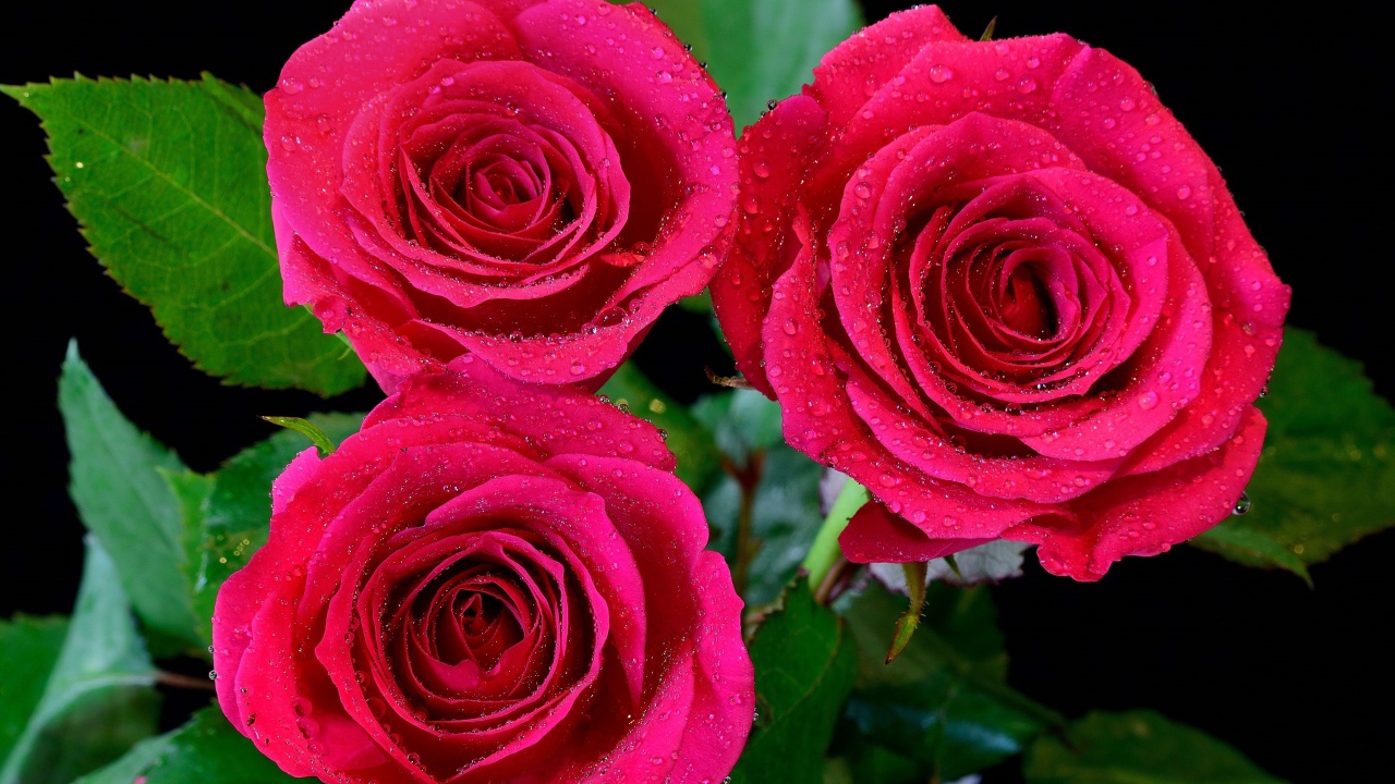 Три красивых розовых розы в каплях воды