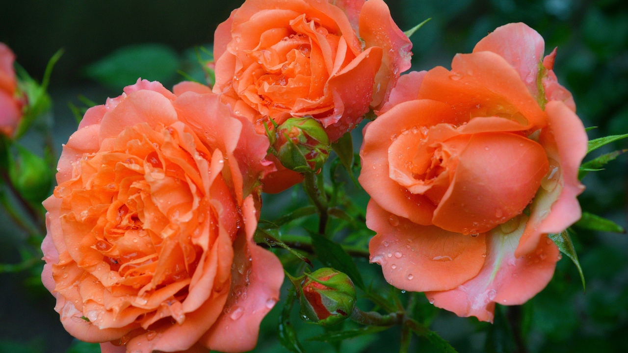 Три оранжевые розы с бутонами в каплях росы