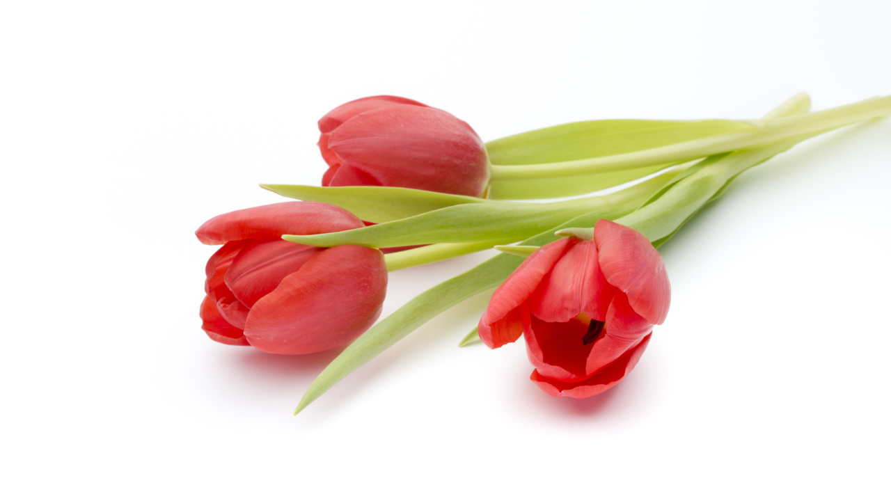 Три красных тюльпана на белом фоне