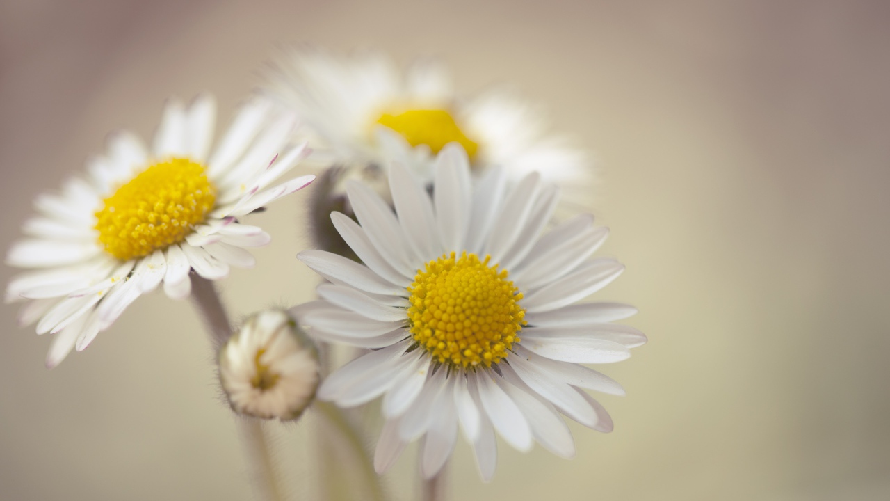 Три белые ромашки крупным планом