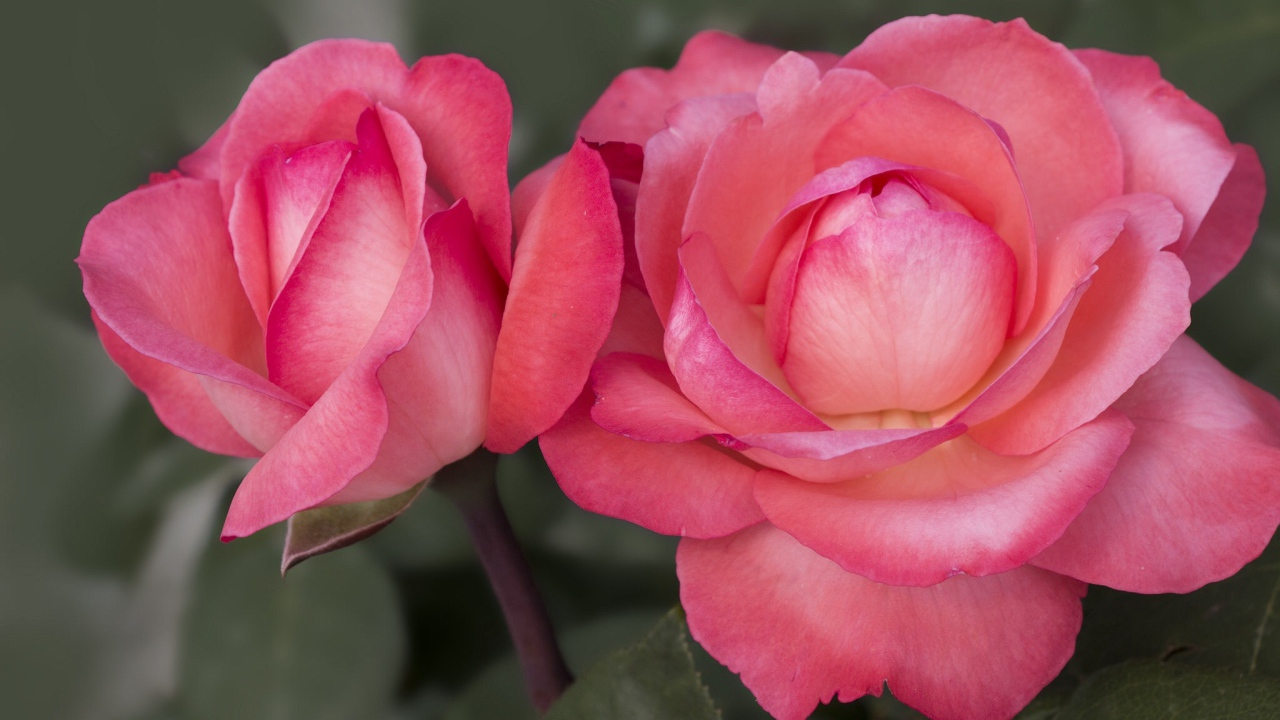 Две красивые пышные розовые розы вблизи 