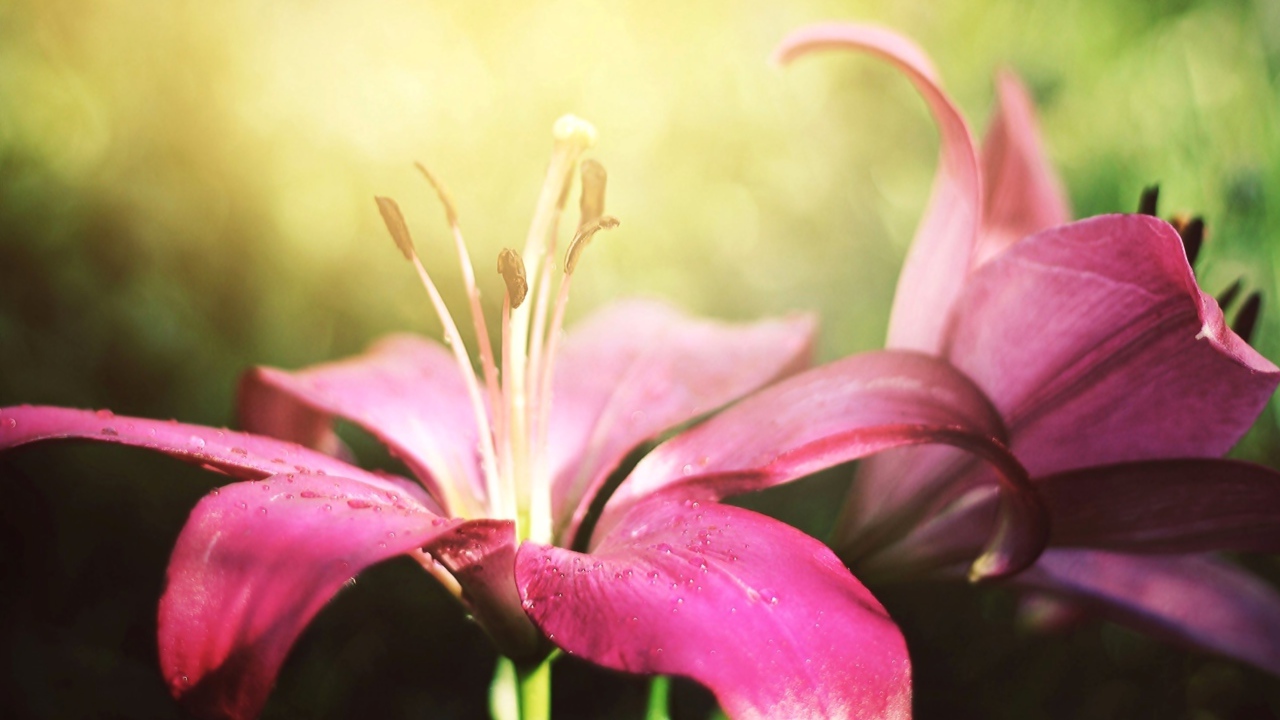 Две красивые розовые лилии 