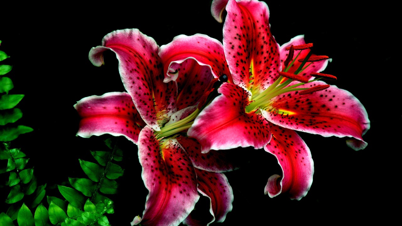 Две красивые тигровые лилии на черном фоне