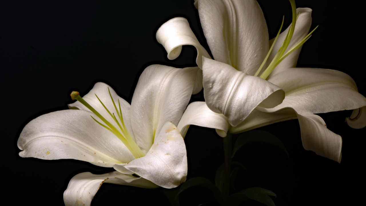 Две красивые белые лилии на черном фоне