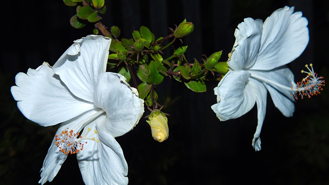 Два больших белых цветка гибискуса с бутонами