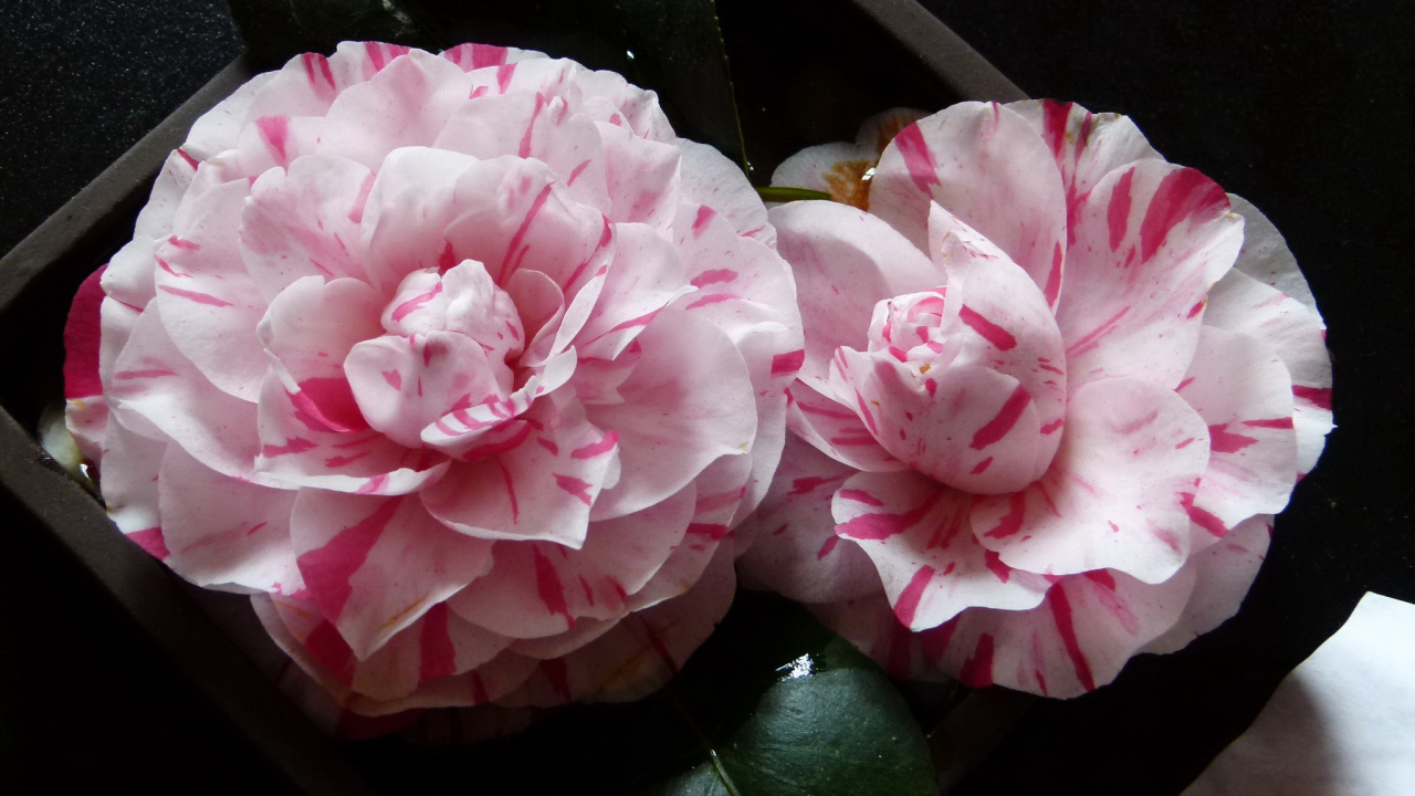 Два розовых цветка камелии крупным планом