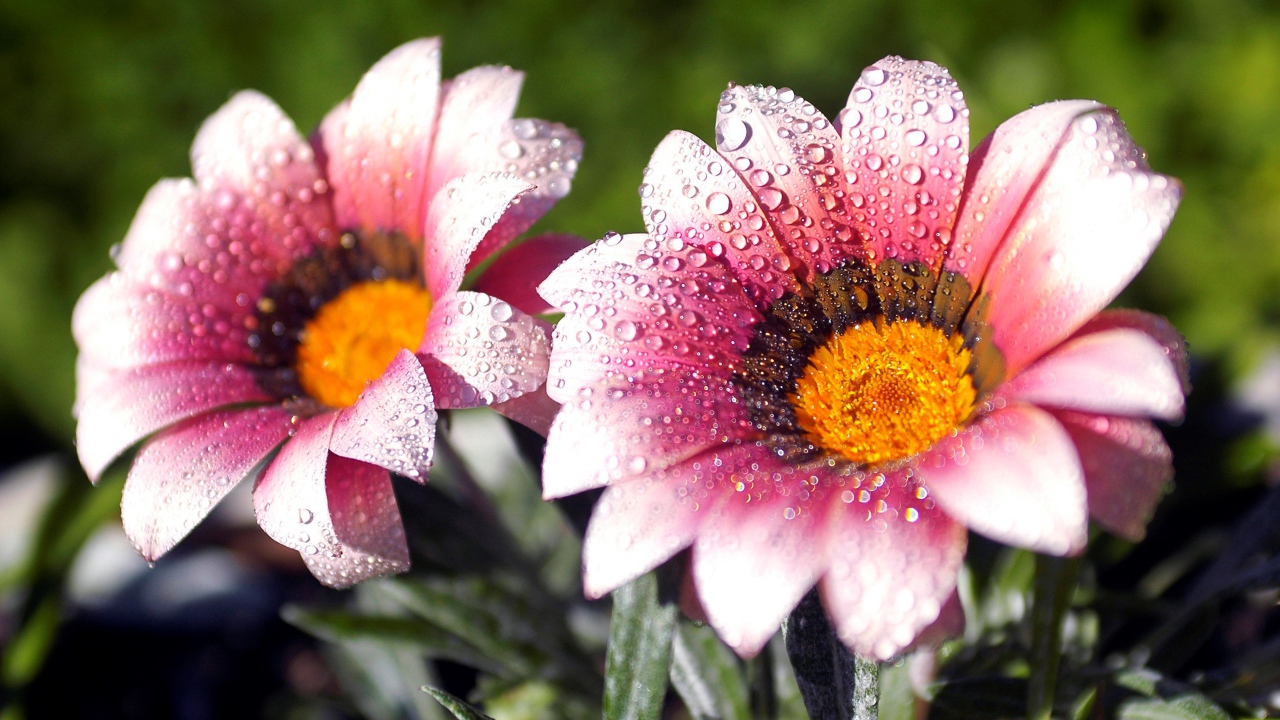 Два розовых цветка газании в каплях росы