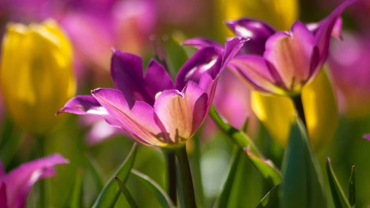 Два фиолетовых цветка тюльпана крупным планом