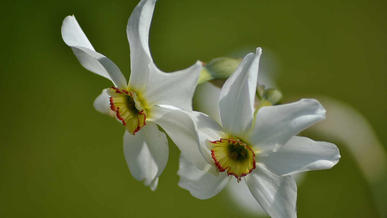 Два нежных белых нарцисса крупным планом