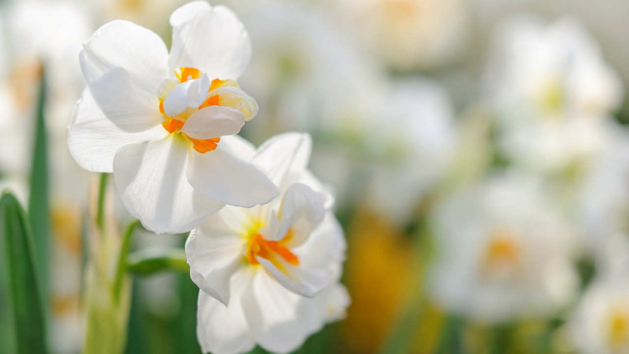 Два белых цветка нарцисса крупным планом