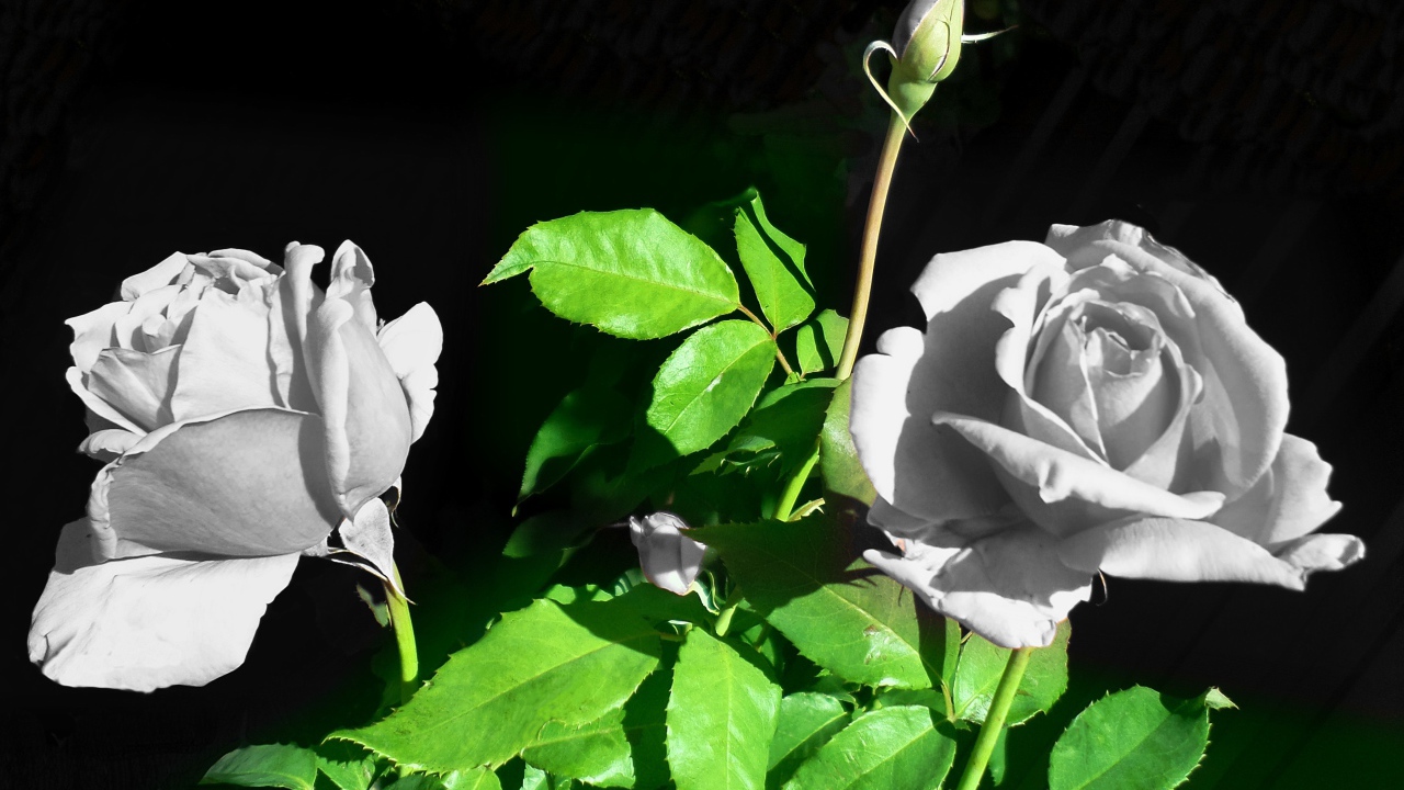 Две белые розы с бутонами в лучах солнца