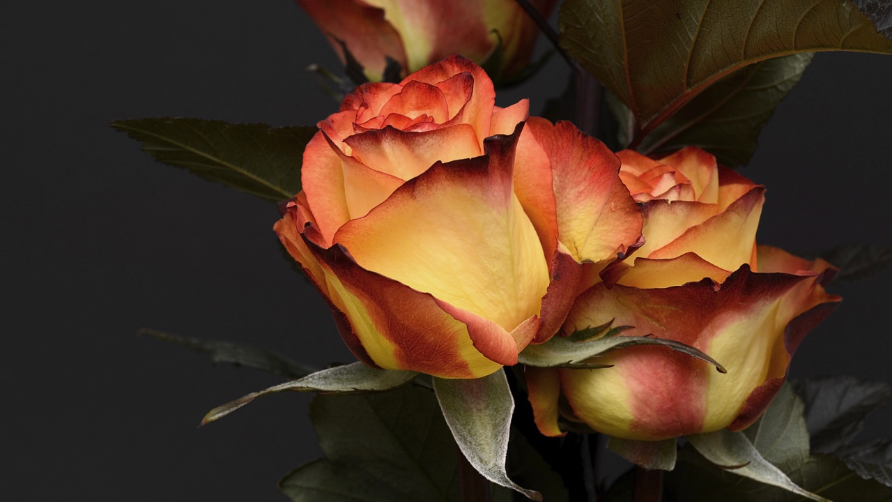 Необычные красивые оранжевые розы