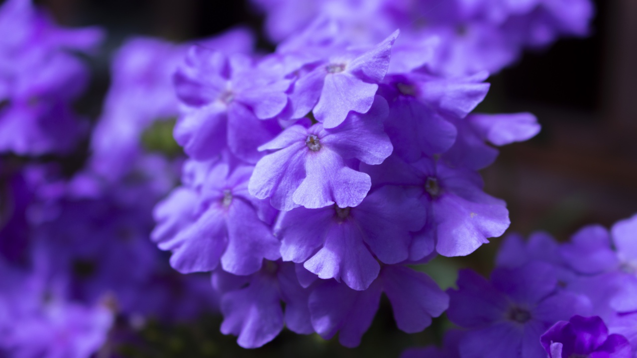 Фиолетовый цветок гортензии крупным планом